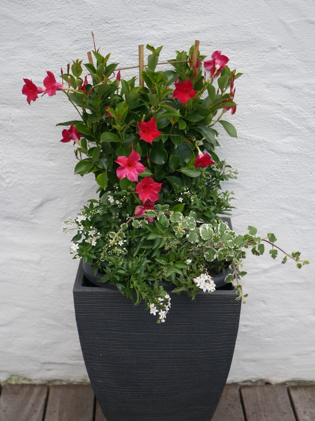 Kübelpflanze mit roten und weißen Blüten vor einer weißen Wand auf Holzboden.