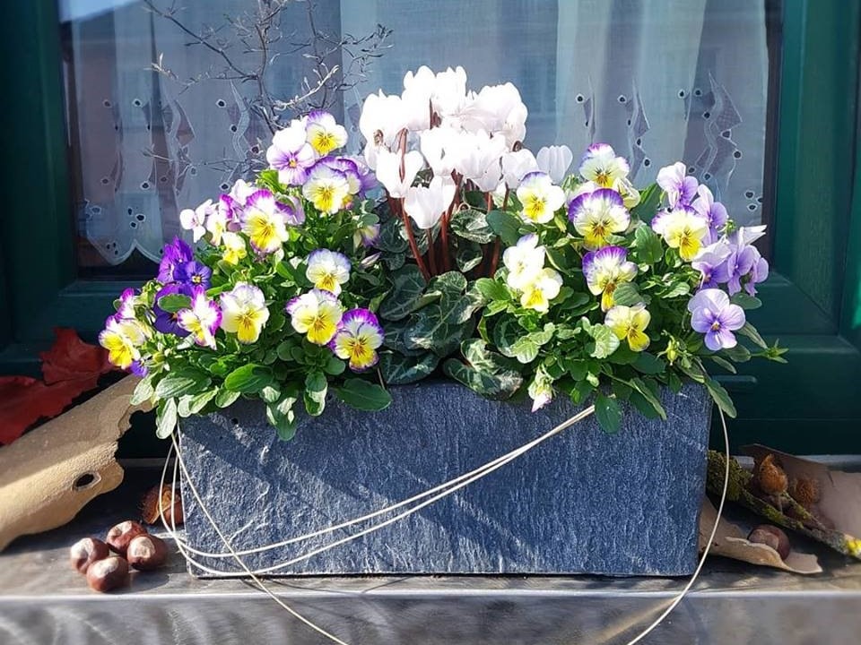 Blumenkasten mit weißen Alpenveilchen und bunten Stiefmütterchen vor einem Fenster mit weißen Gardinen.